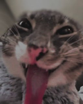 puhhyla
