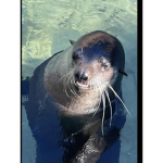 Fancy beautiful seals