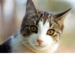 <3 Kitty Cat Group <3