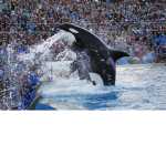 Shamu Co.