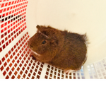 Guinea pig group games, clothing and more