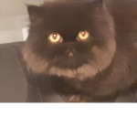 Super cats hero of the year.
