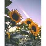 Sunflowersmiley
