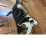 Mr simba