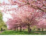 Blossoms..