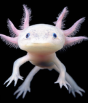 #Axolotl Army!!!