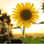 -Sunflower Squad-
