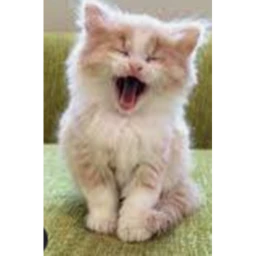 Cat Club :D icon