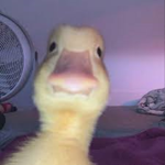 Ducks united oke?