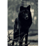 Gangsta Wolves