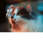 Cᴀᴛ Gʀᴏᴜᴘ