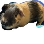 Winnie the guinea pig