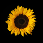 Sunflower Bright