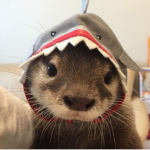 i like sharks :)