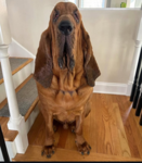Eee's poopid games