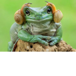 #Deer Frogs