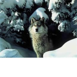 dog food