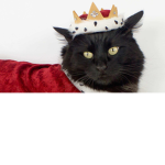 Overlord the cat leader and the fellow cats