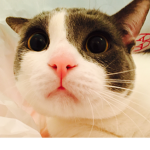 Mark’s Cat Group