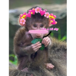 The MoNkE group lol