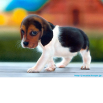 beagle's bagles fan group!