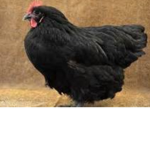 The Chicken Group For Chickens and Chicken chicks
