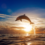 • Dolphins •