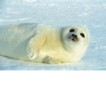 Seal squad!! :D