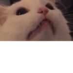 george the cat