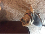 Dawgsarecool