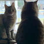 Gretchen and Hazel the cats