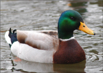 evil ducks clan of roblox