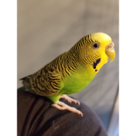 DA BUDGIE FAM