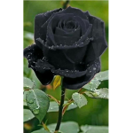 #SoulFlowerSquad