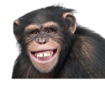 Chimpanzee Productions