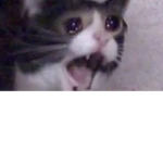 screaming cats are the BEST