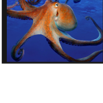 Mr octo