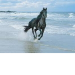 Horses in the back 2