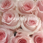 heavenly pink