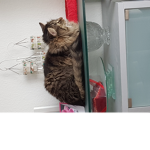 Die Katzen fans