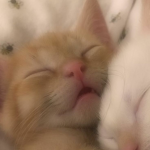 --୨ Kittens ୧--
