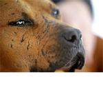 ✞Aspca✞
