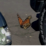 -Butterfly-