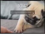 Pugs are cool I love them