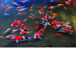 KOI FISHY LOL
