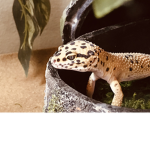 LEOPARD GECKO GROUP(OFFICIAL)