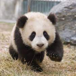 Da Pandaz Squad!
