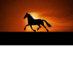 THE HORSE GANG :>