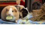 guinea pig world group