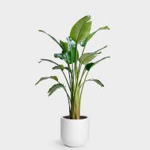 Plants Army